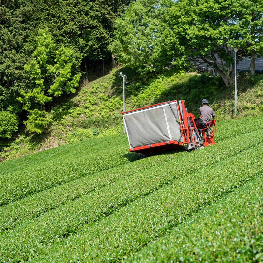 Japanese green tea field