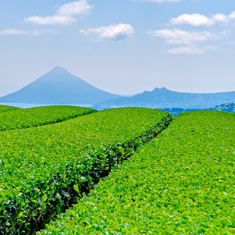 image for Low-cost Bulk Supply of Japanese green tea