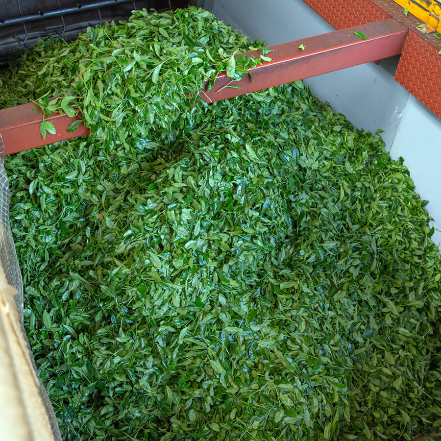 Bulk of Japanese green tea