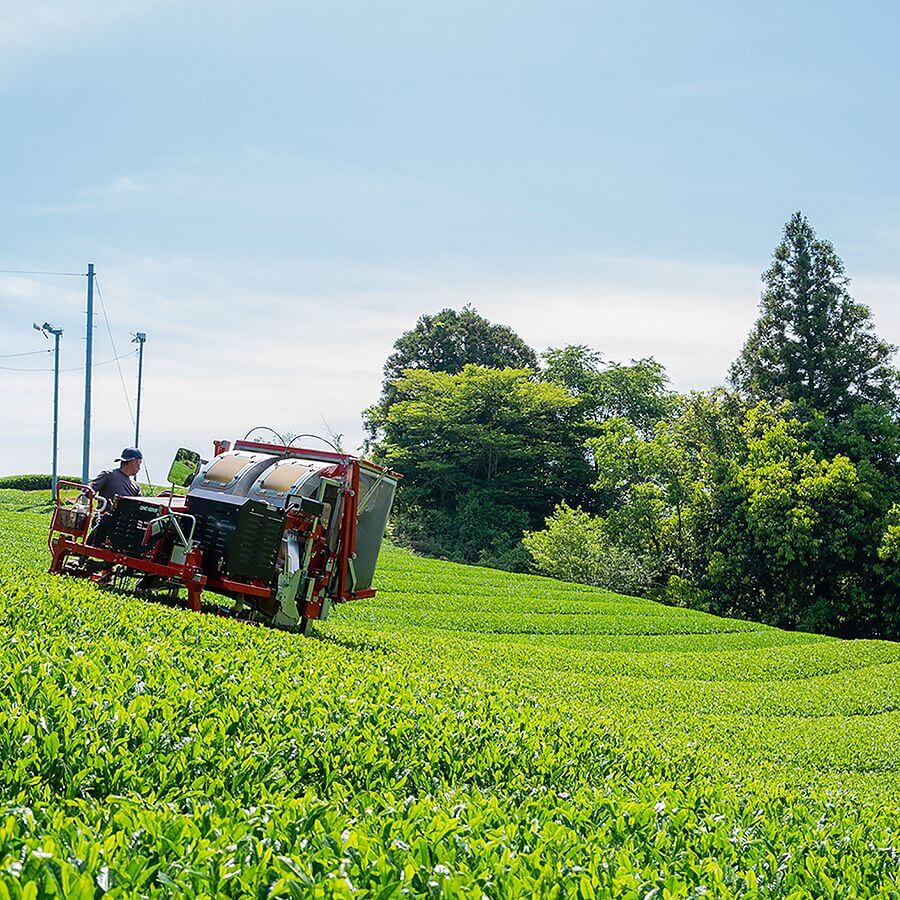 Japanese Tea Plantation