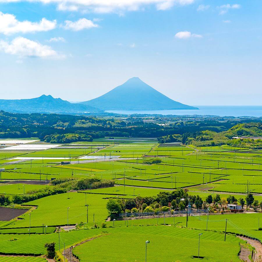 Japanese green tea Field