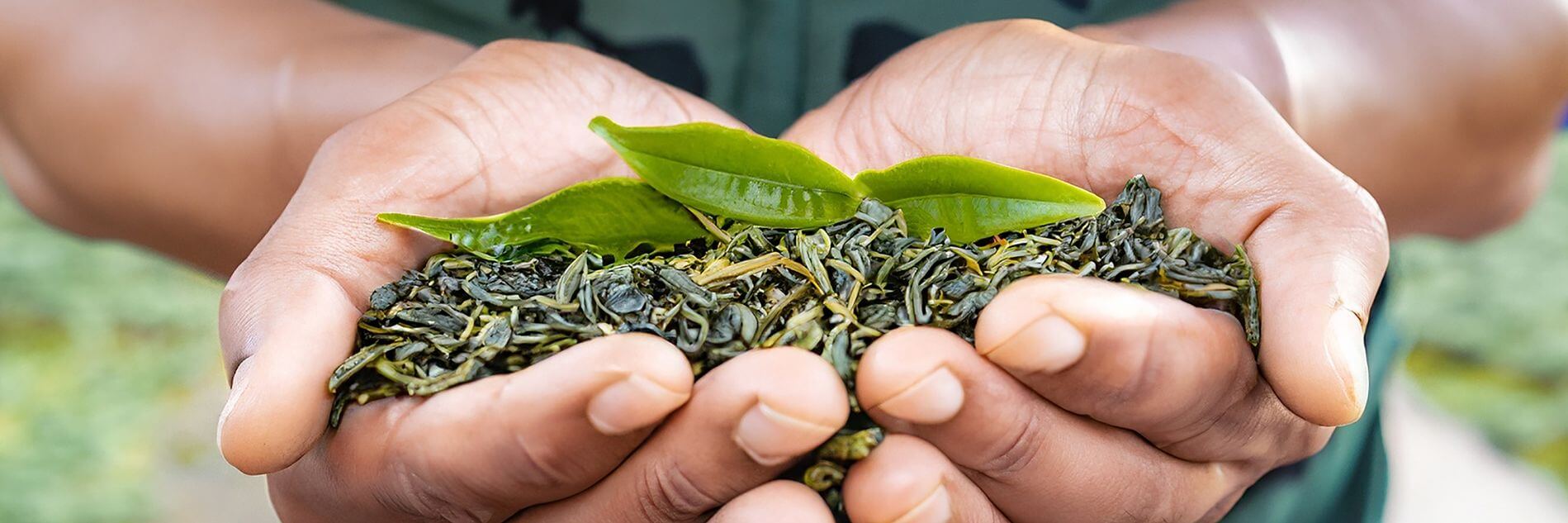 holding tea leaves