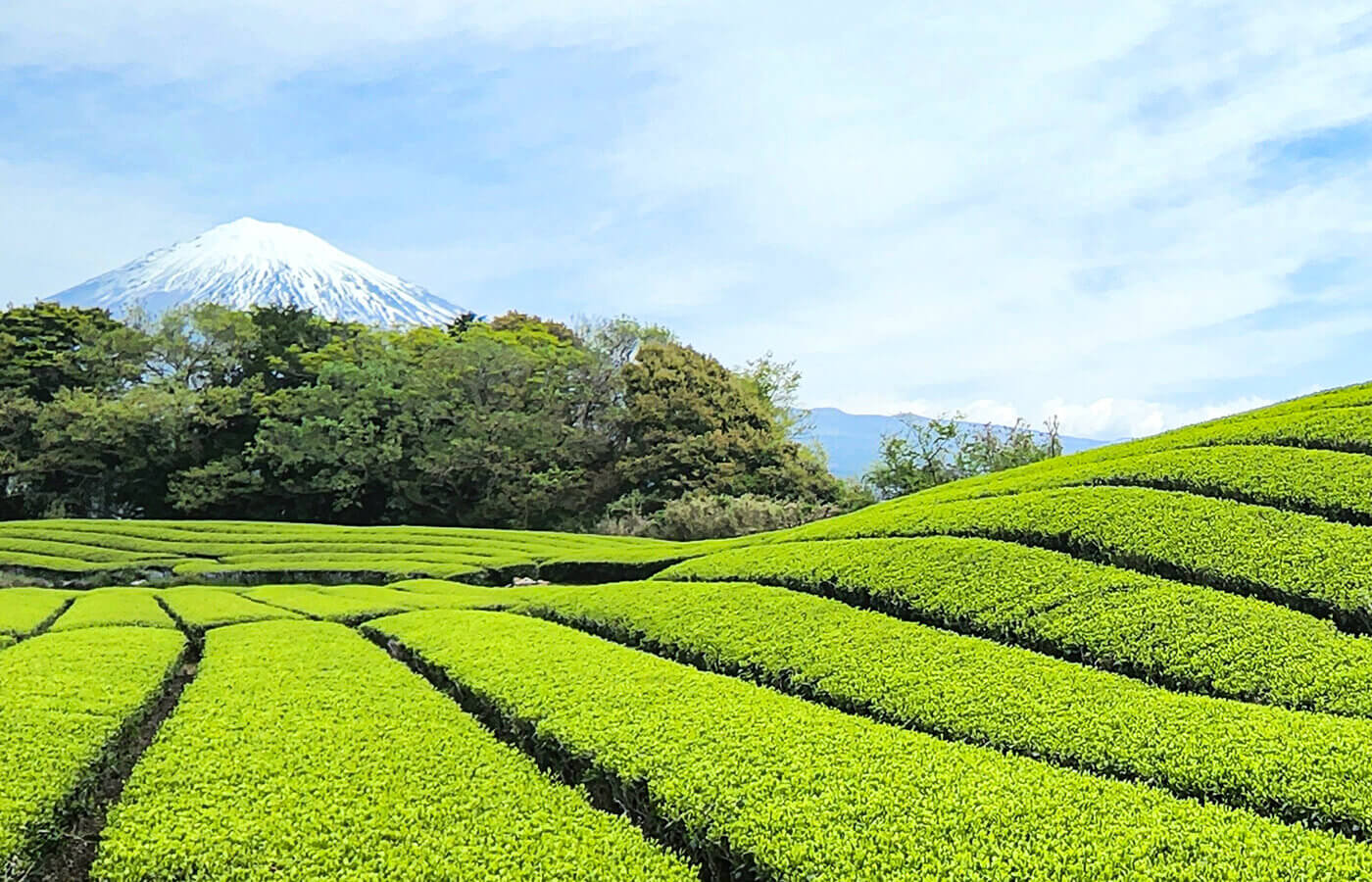 Image of bulk supply of Japanese green tea