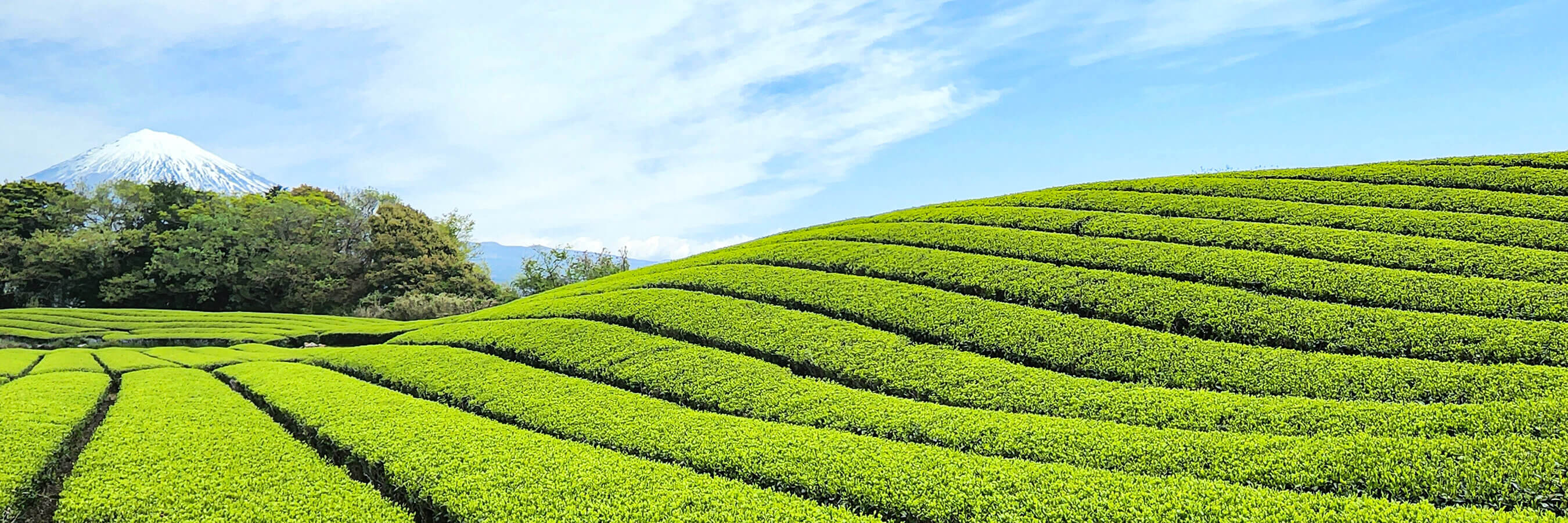 Image of bulk supply of Japanese green tea