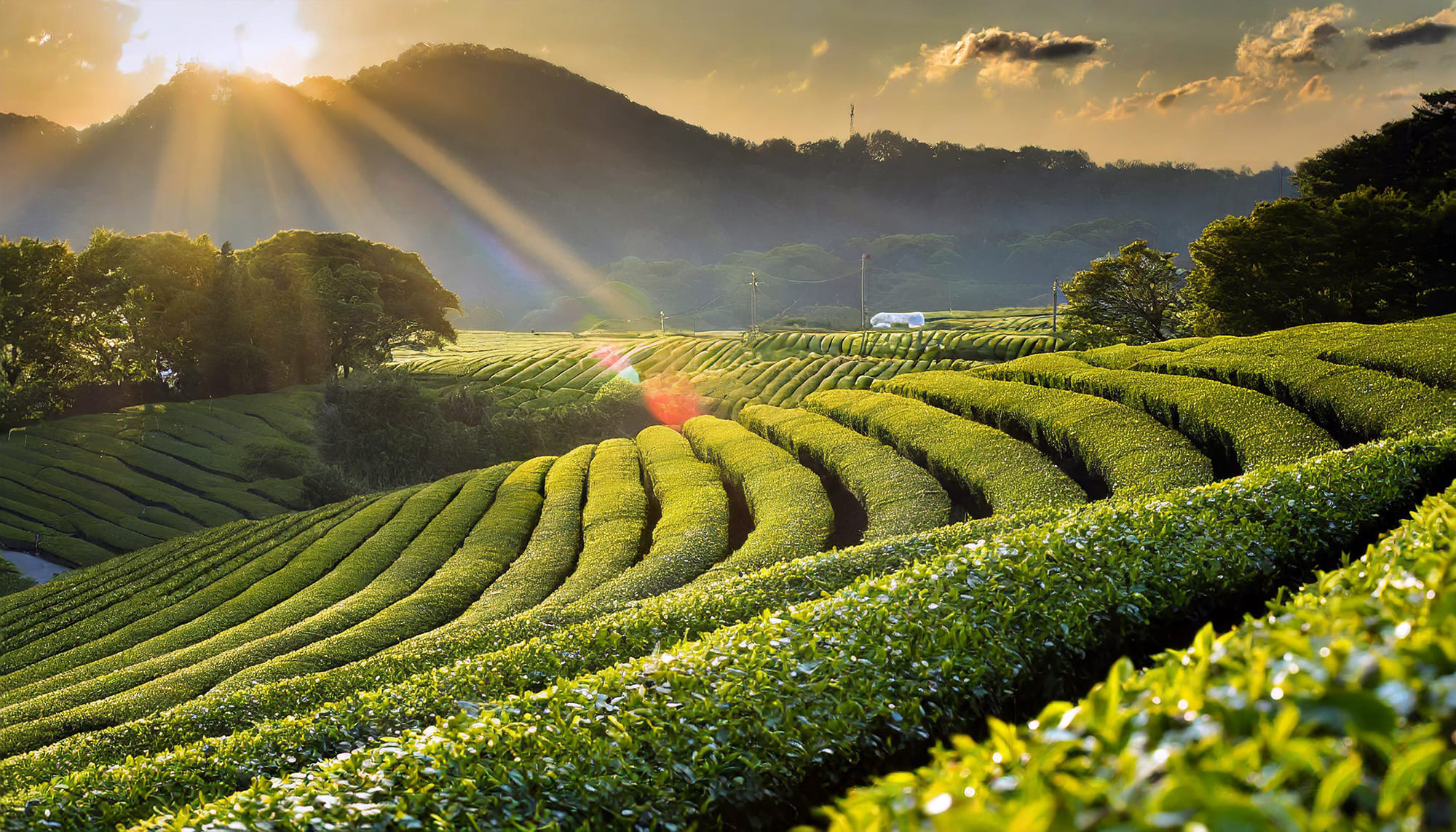 bulk Japanese green tea market