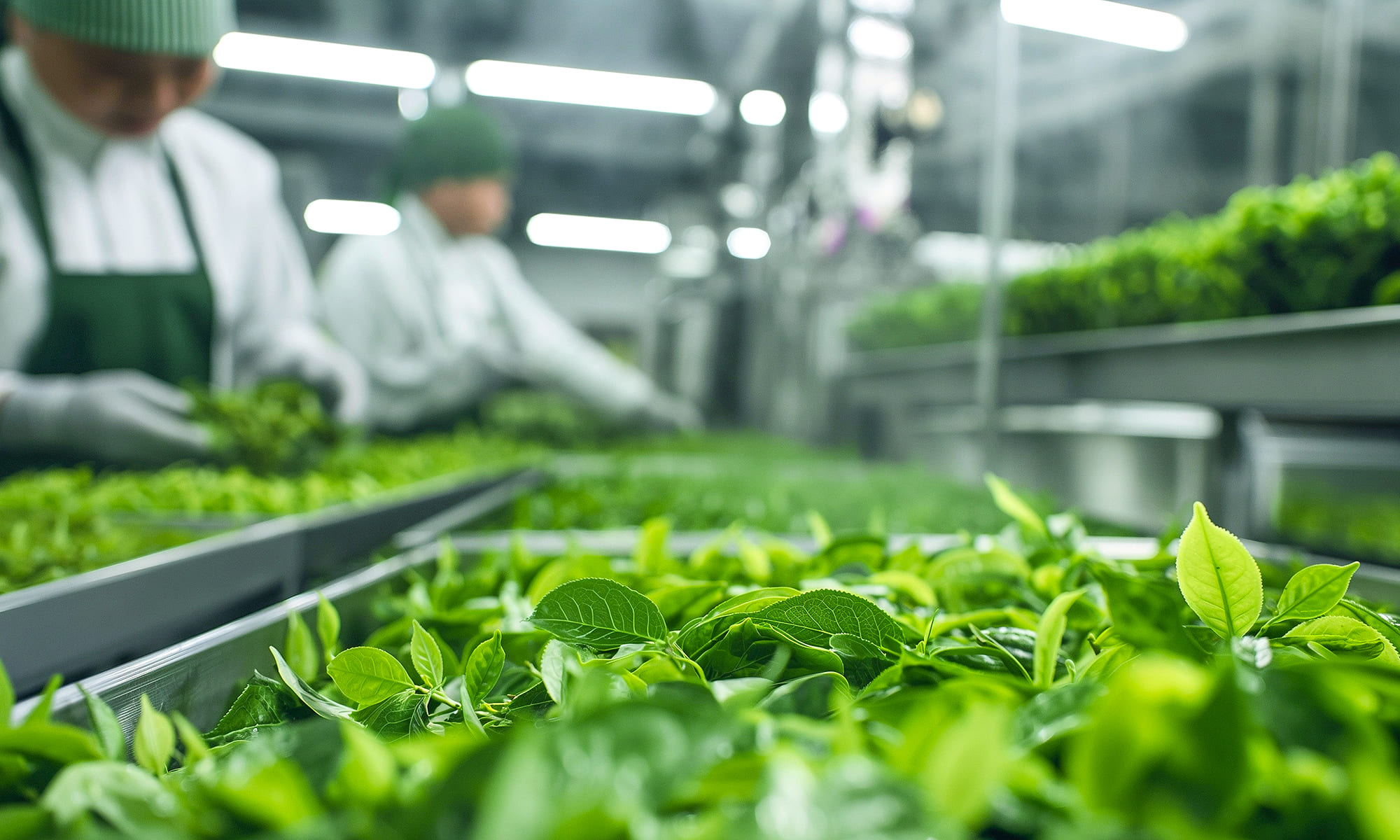 Working with a Trusted Japanese Tea Supplier