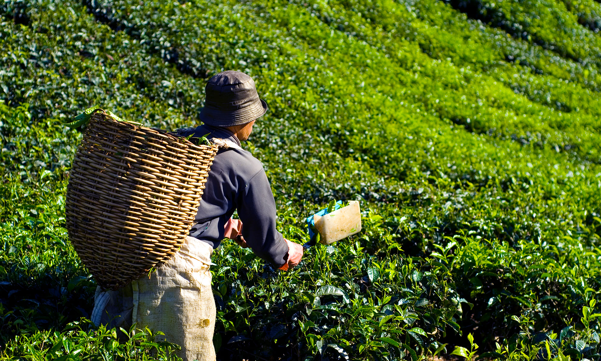 Limited Agricultural Production Capacity