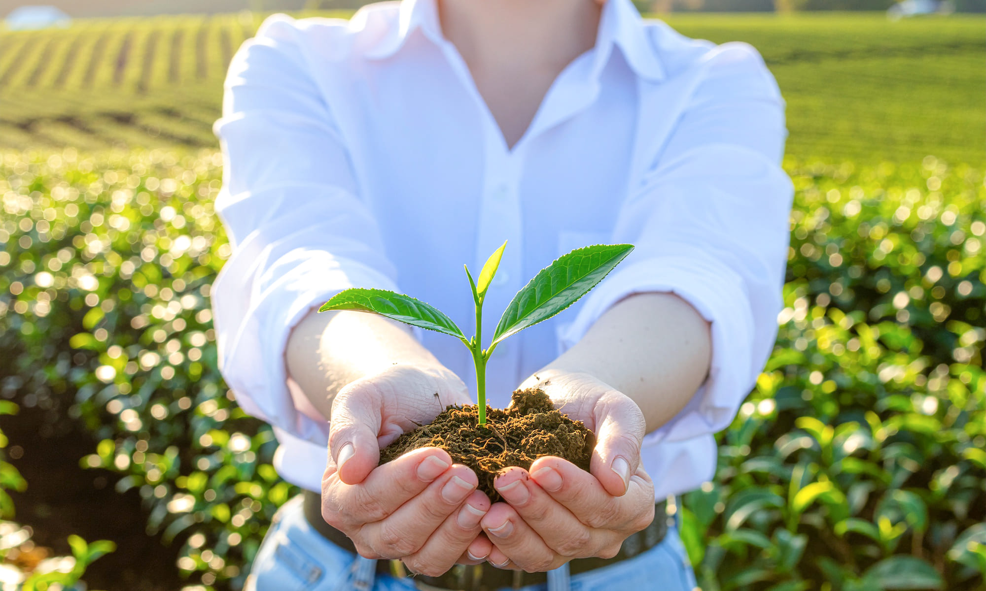 Production Transparency and Traceability