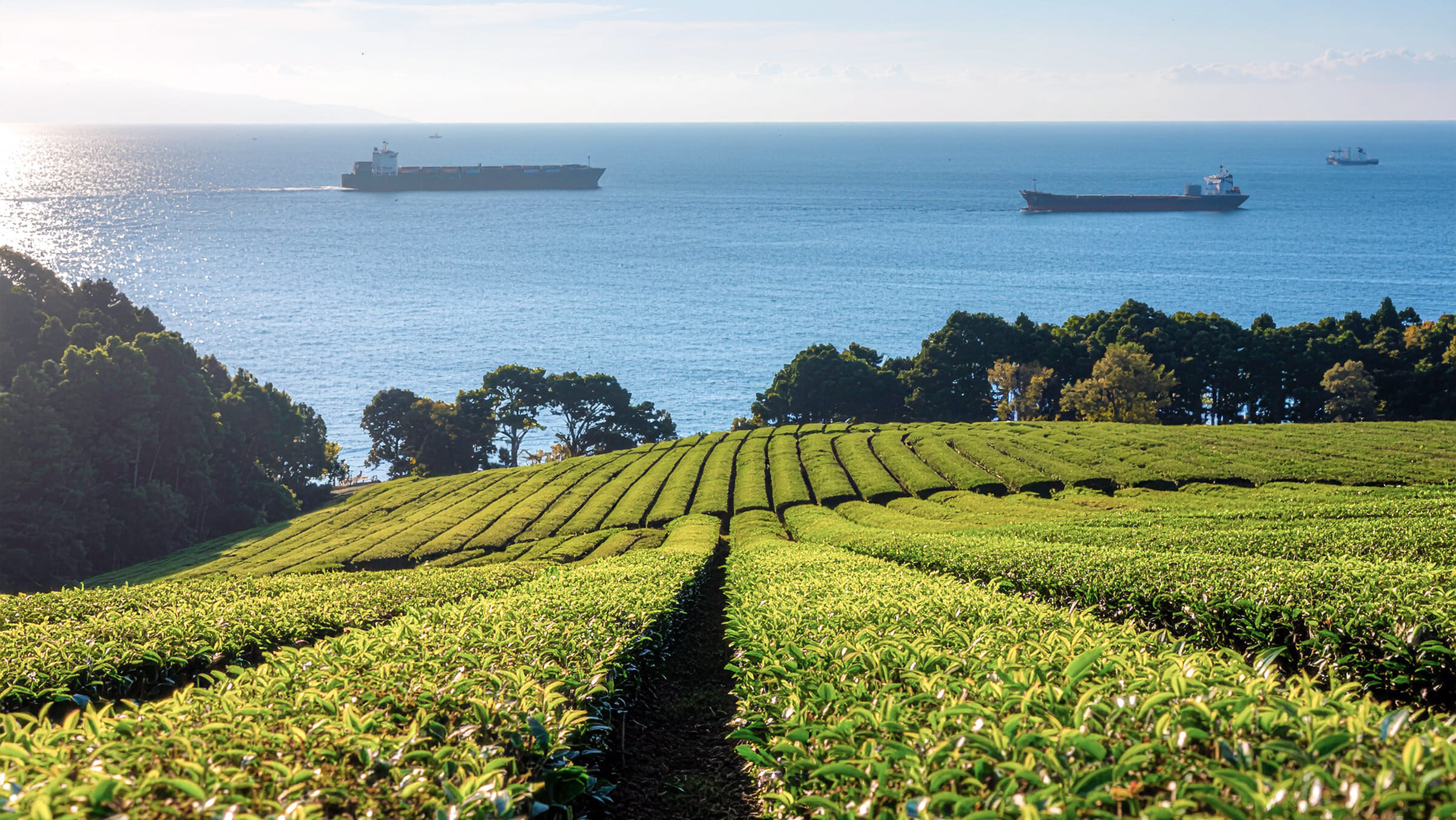 Maintaining Quality When Sourcing Tea Globally: What Food Businesses Should Know