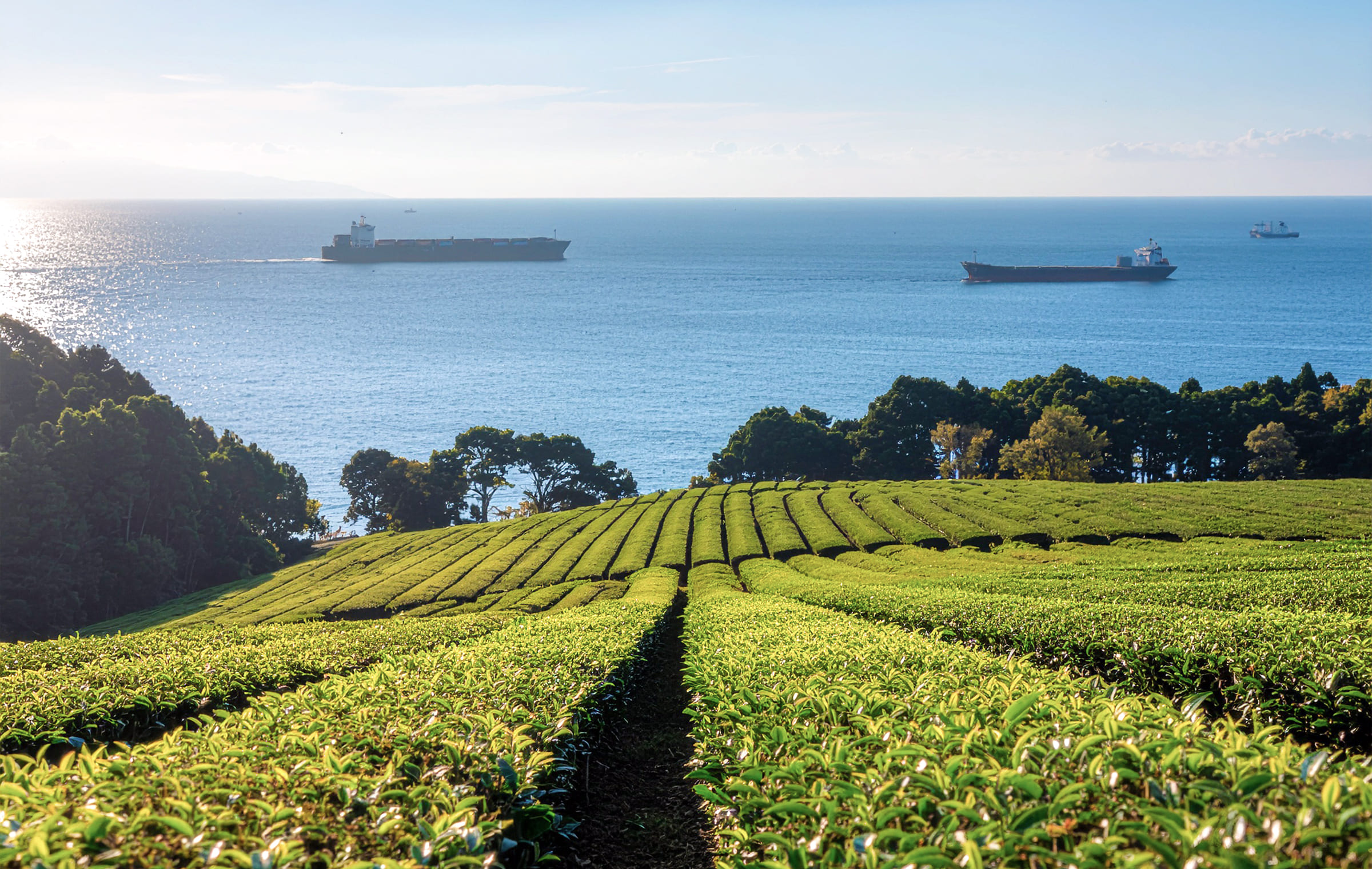 Maintaining Quality When Sourcing Tea Globally: What Food Businesses Should Know