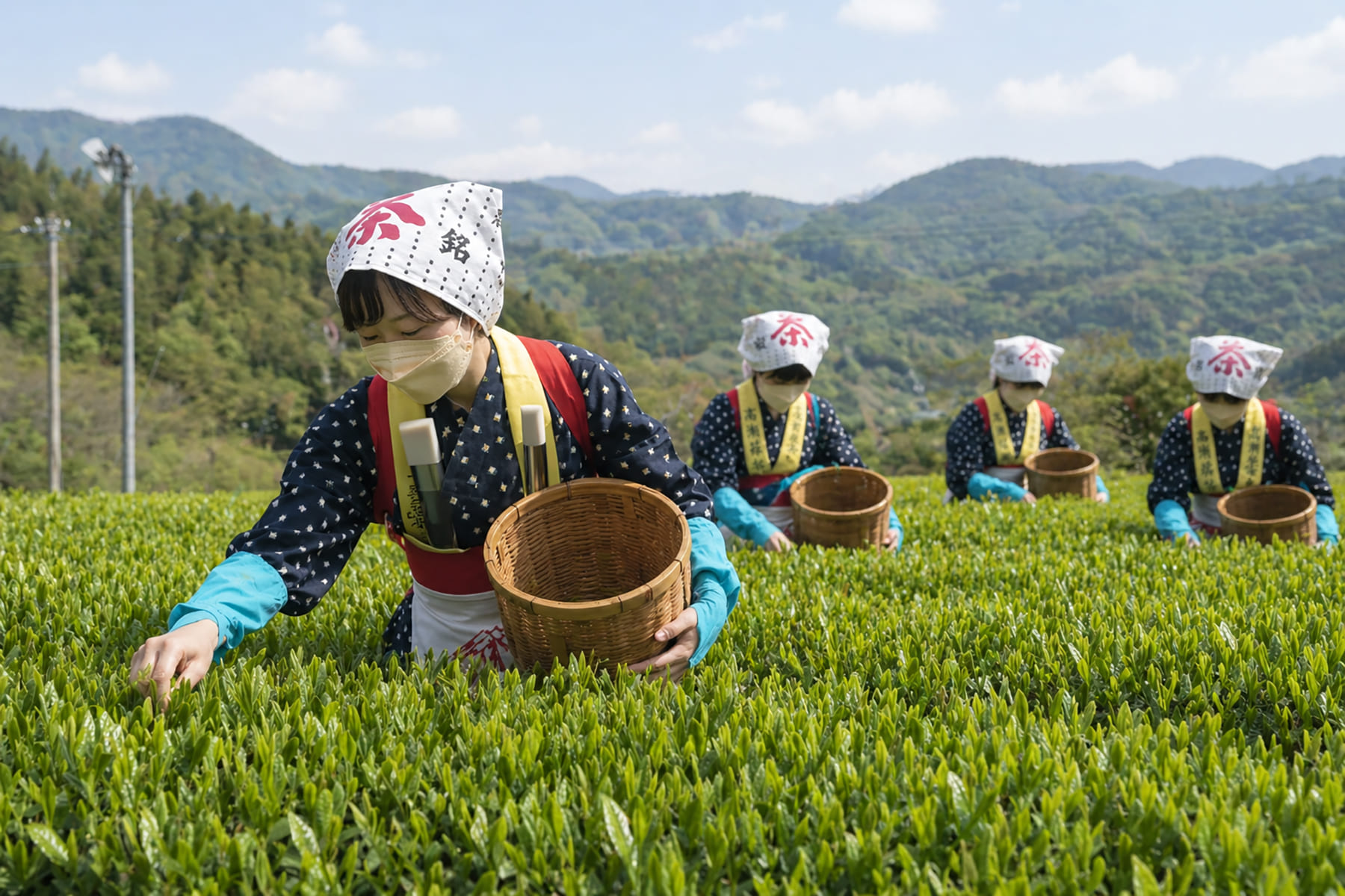 Tea farm with workers harvesting leaves under natural conditions, realistic agricultural scene, showing environmental and labor aspects, clean and professional tone